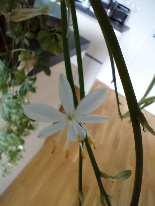 PHP-Tipps: URL auslesen